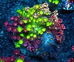 Dipsastraea maxima