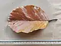Dry leaf (upper side)