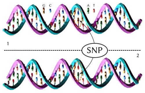 An oversimplified sketch of the double helix structure of A-DNA.