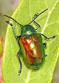 Chrysochus auratus