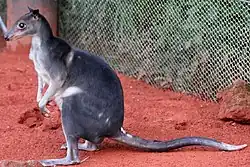 Gray dorcopsis