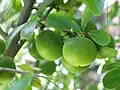 Unripe fruit