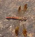 Mature female