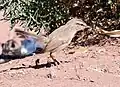 Petra, Jordan