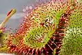 Leaf with a fruit fly reduced to chitin.