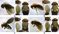 Dudaica species