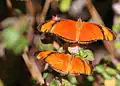 D. i. alcionea Brazil