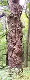 Oak scarred by lightning