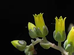 The flowers.