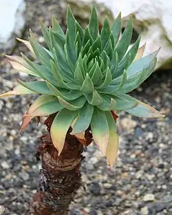 At the Berlin Botanical Garden