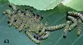 Larvae - intermediate instar