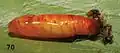 Pupa