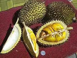 Durio kutejensis