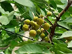 Developing fruit