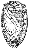 Spiracles under the elytra