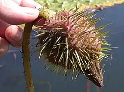 Fruit