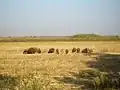 In the country