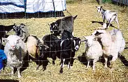 goats of various colours behind a wire fence