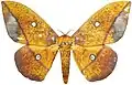E. penelope male