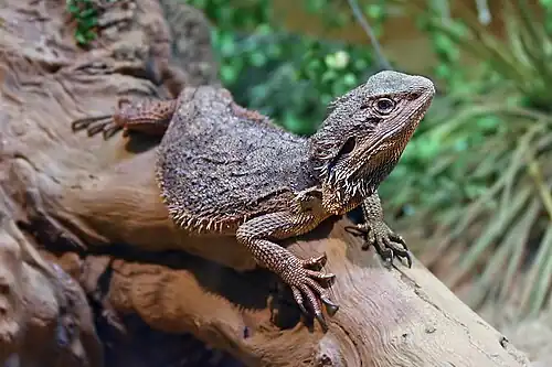 Image 3 Eastern Bearded Dragon Photo credit: John O'Neill The Eastern Bearded Dragon (Pogona barbata) is a lizard found in wooded parts of Australia. It is a large species of grey-black colour distinguished from its relative, the Central Bearded Dragon, by its less robust body and the row of spines along the lateral edge of the body, which continues over the forearm. It has an adult snout-tail length of about 60 cm (24 in). More selected pictures