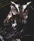 Gray morph