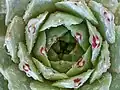 Close-up of leaves (~3.5 cm (1.4 in))