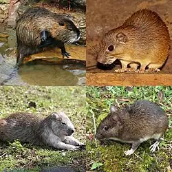 Four brown echimyids