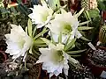 Multiple flowers