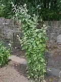 Very tall, narrow example (Germany)