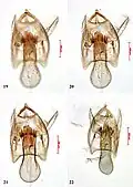 Male genitalia