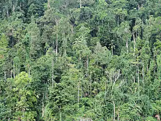 Edge of Aketajawe-Lolobata National park