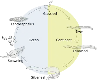Life cycle of the European eel
