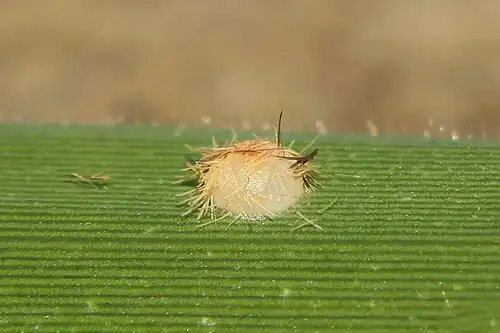 Egg