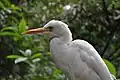 Egret