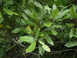 Hinau foliage