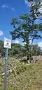 Mature tree saved from clearing on military land. Dededo, Guam
