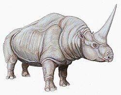 Elasmotherium caucasicum