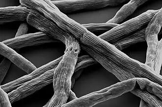 Ca. Electronema sp.