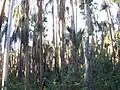 Trees in Elsey National Park