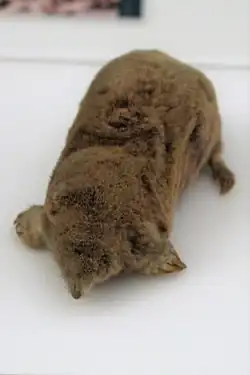 Brown mole