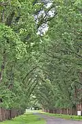 Avenue of elms, Gostwyck, near Uralla, New South Wales, called 'English elms' but with vertically grooved, not plated, bark