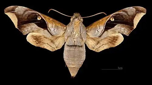 Enyo cavifer ♀