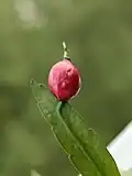 Fruit