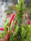 Flowering specimen of E. plukenetii ssp. plukenetii in the Western Cape, South Africa