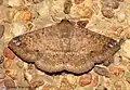Ericeia inangulata