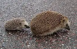A female with one young