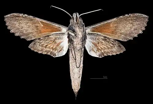 Female ventral view