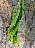 Adult leaves