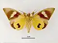 Female, ventral view