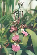 Eulophia guineensis